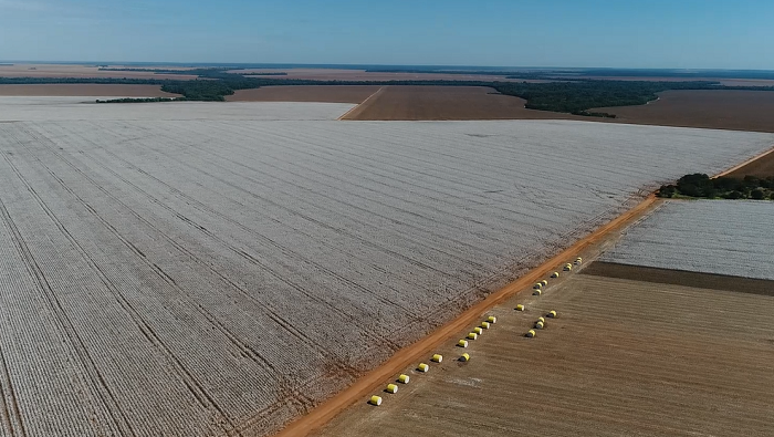 Brasil projeta avanços na cotonicultura e consolida liderança global em exportações de algodão